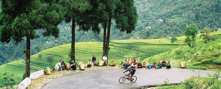 Abfahrt Rad Reise Sikkim durch Teegarten