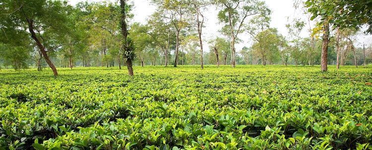 Assam Teegarten