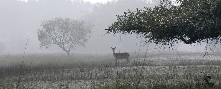 Sundarban Wald Wiese Reh Bangladesch