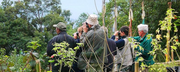 Vogelbeobachtungen Bamboo Retreat Sikkim Indien