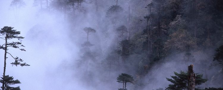 Arunachal Pradesh Wald Mystik