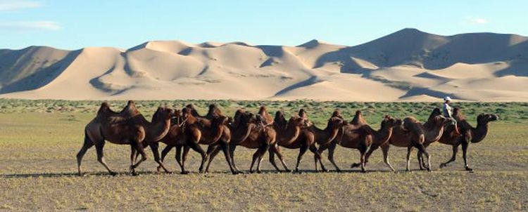 Tauchen Sie mit uns ein in die Welt der Kamelnomaden in der Wüste Gobi, Mongolei