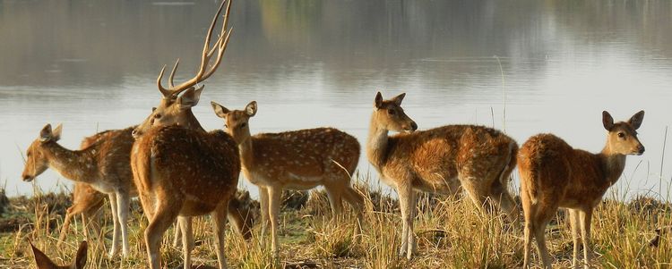 Axishirschen im Bharatpur National Park Rajasthan