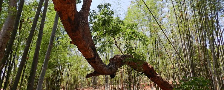 Bambushain Myanmar