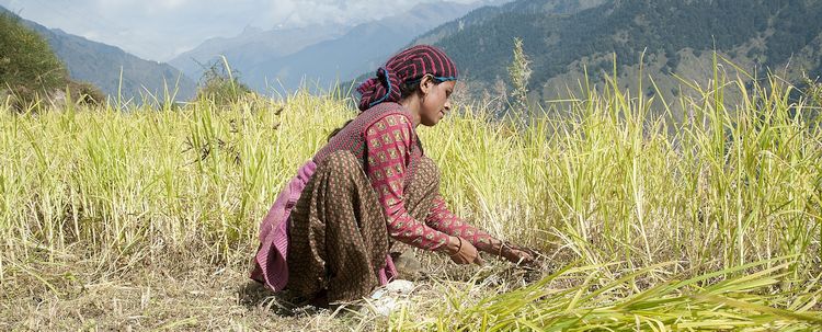 Uttarakhand Garhwal Frau erntet