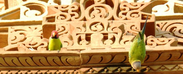 Rosenkopfsittich Khajuraho Madhya Pradesh Indien Reisen Rosenkopfsittich Khajuraho Madhya Pradesh Indien Reisen