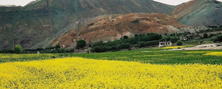 Ladakh Rapsfeld in blüte