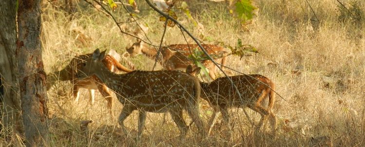 Axishirsch im Panna Nationalpark bei Khajuraho