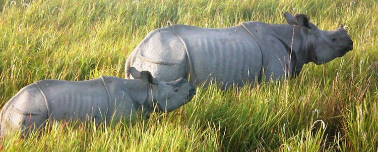 Assam Kaziranga Panzernashorn Nationalpark