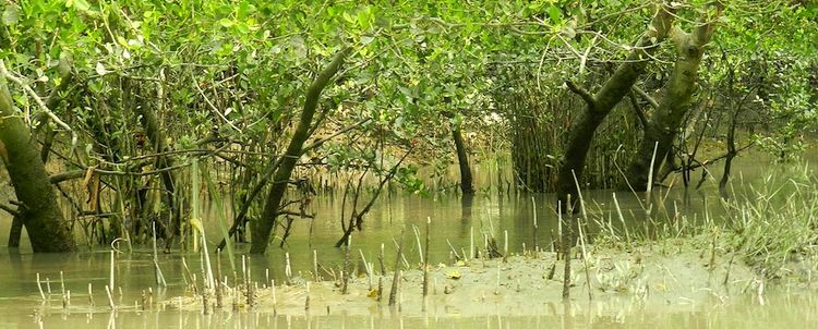 Crab apple mangrove sundarban