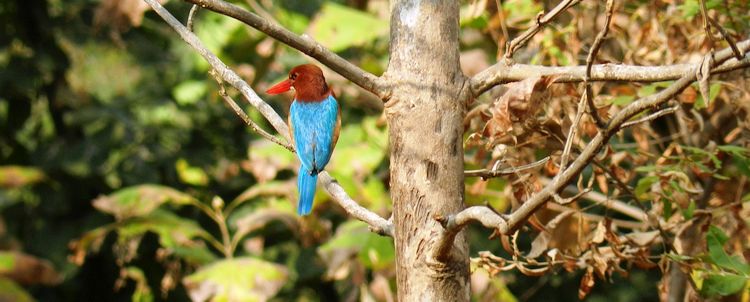 Ornithologische Reise Zentralindien Eisvogel bei Khajuraho in Madhya Pradesh