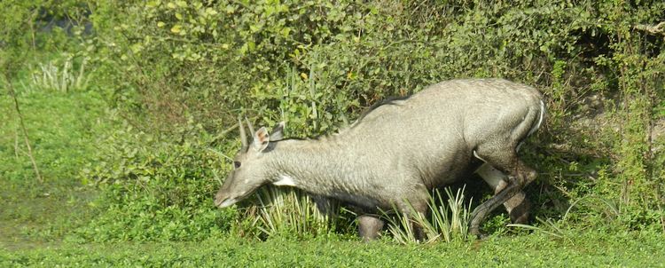 Nilgauantilope Keoladeo Naturschutzgebiet bei Agra