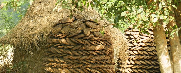 Ländliches Indien bei Agra getrocknete Kuhfladen