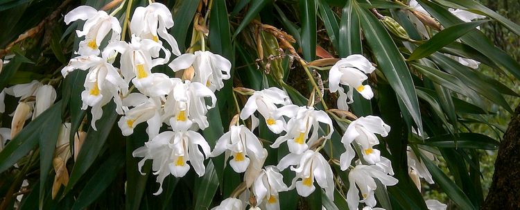 Orchidee Coelogyne cristata Sikkim