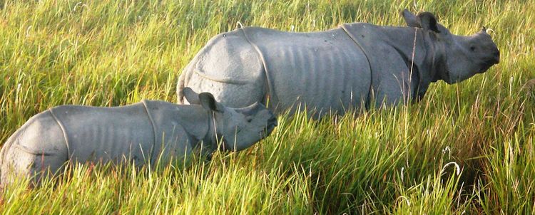 SAFARIS Assam Kaziranga Nationalpark Panzernashörner