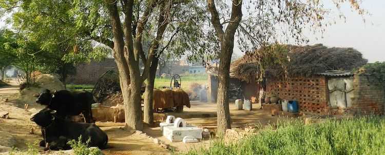 Auf dem Lande bei Agra Indien