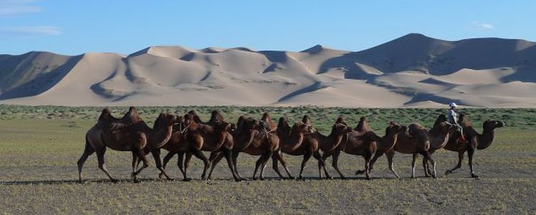 Mongolei Kamel Karawane Mongolei Kamel Karawane