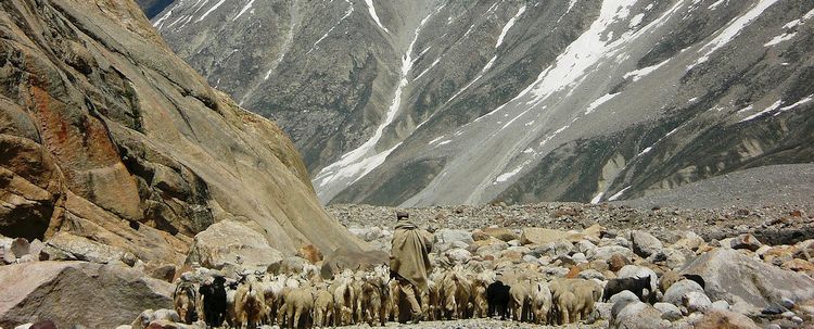 Himachal Pradeshh Kaschmir Ziegen Herde