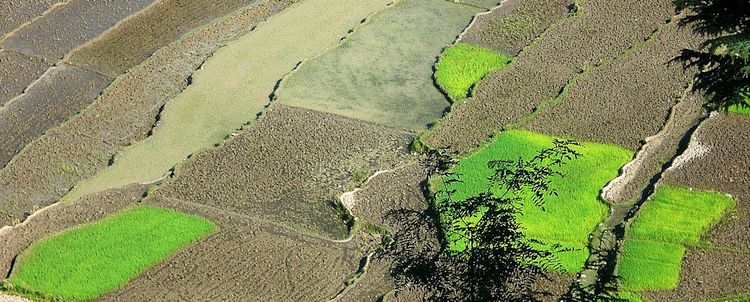 Himachal pradesh Kullu Tal terrassierte Felder