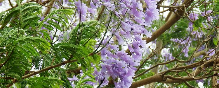 Jacaranda Myanmar