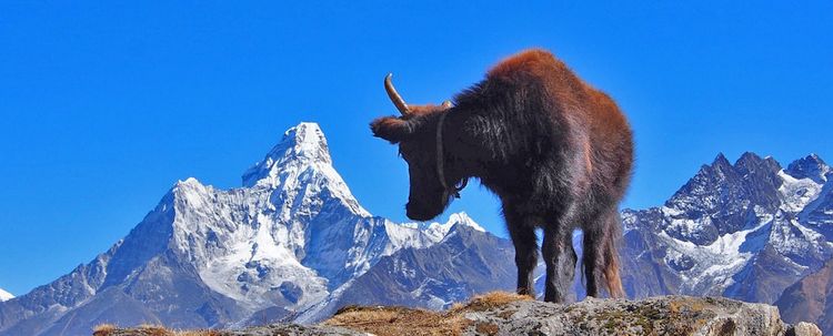 Ama Dablam Nepal