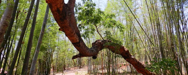 Myanmar Bambushain