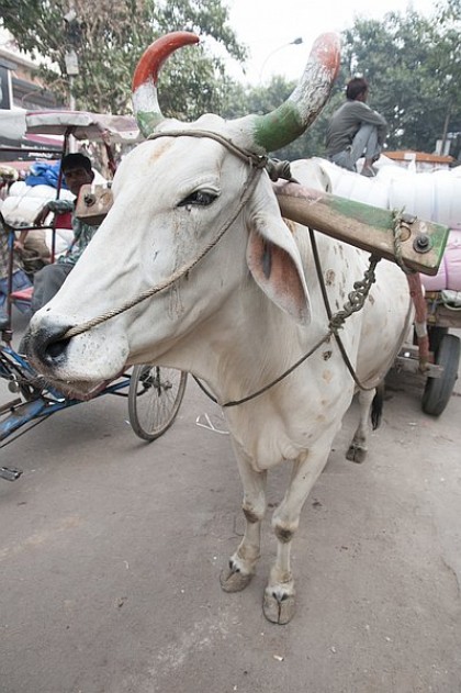 A Glimpse of Delhi