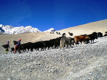 Himalayas viewed from Himachal Pradesh