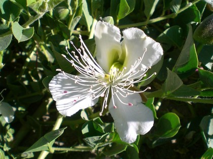 Botanical Tours