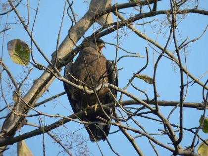 Ornithology Tours 