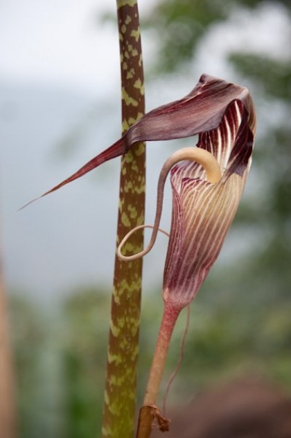 Botanical Tours