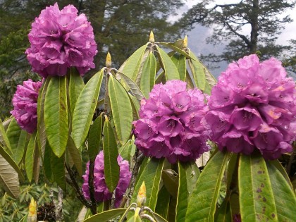 Botanical Tours