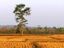 A Glimpse of Assam