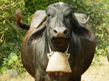 A Glimpse of Madhya Pradesh