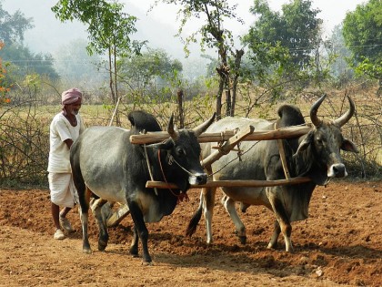 A Glimpse of Madhya Pradesh