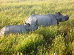 Rhino in Assam National Park