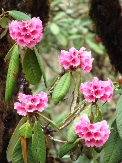 Flowers in Bhutan