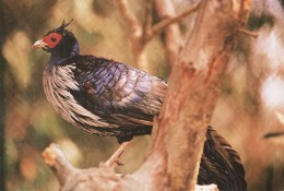 Mizoram Kaleej Pheasant