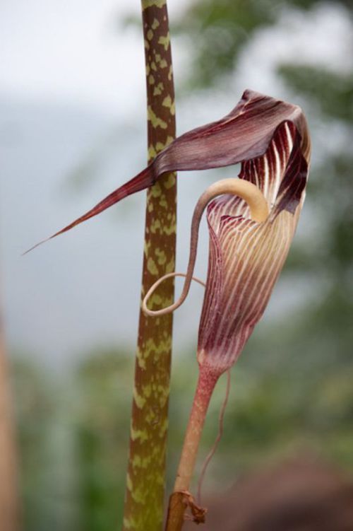 Slider Img