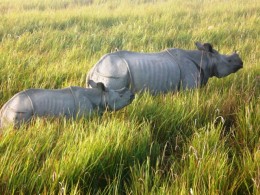 A Glimpse of Assam